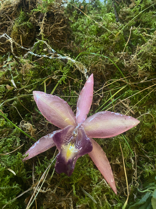 LAELIA ORCHID PINK NECKLACE