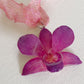 PINK ORCHID