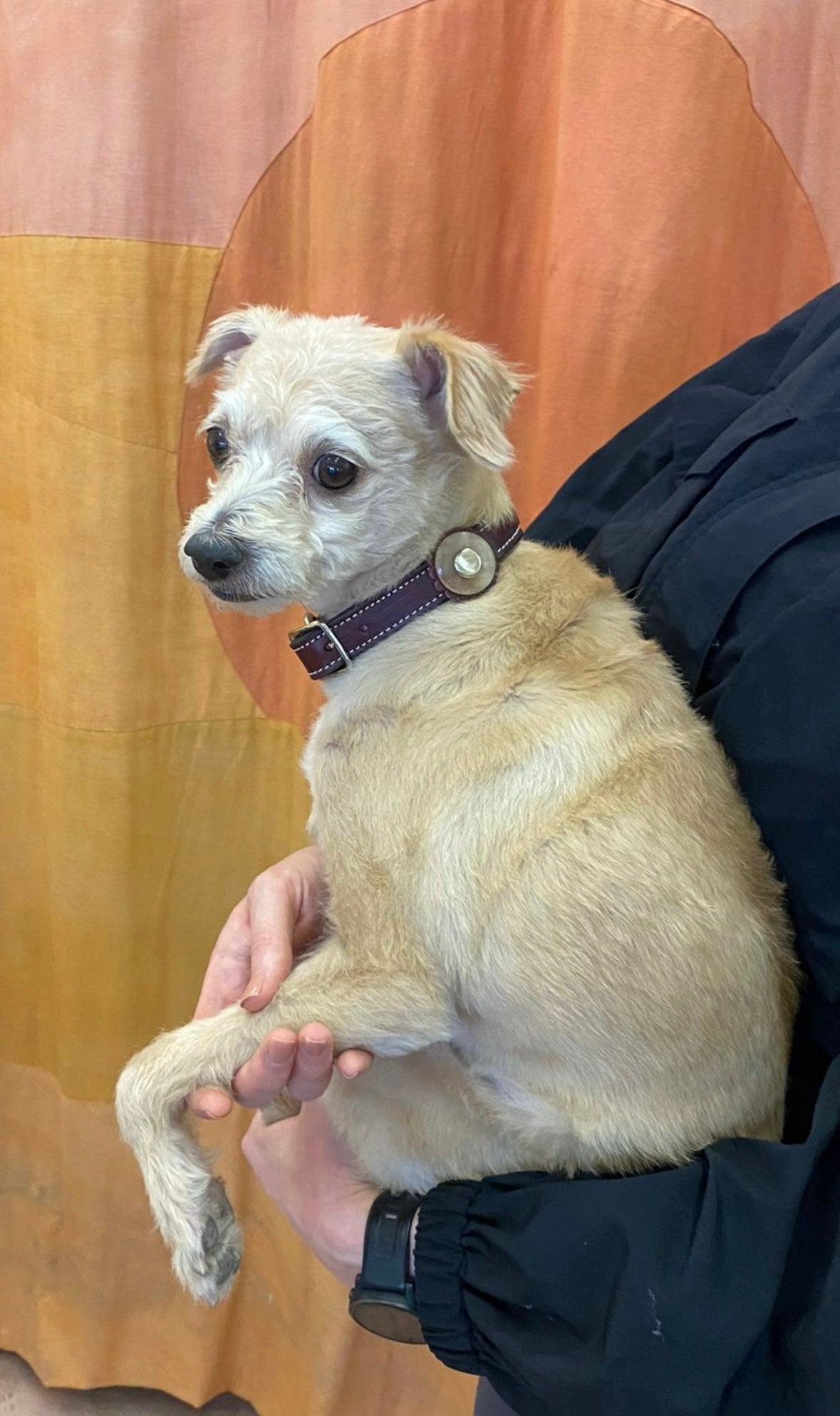 BURGUNDY DOG COLLARS