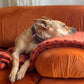 BURGUNDY DOG COLLARS
