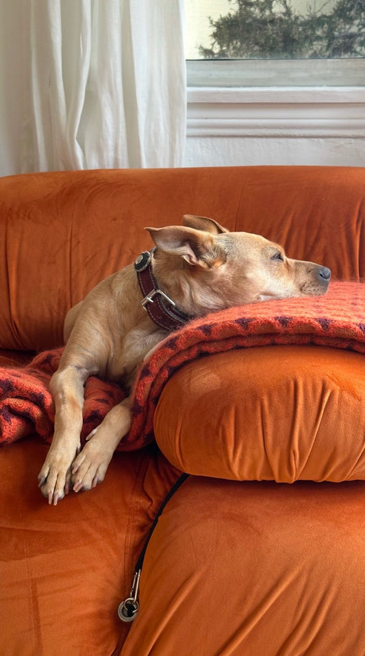 BURGUNDY DOG COLLARS