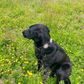 BLACK DOG COLLARS
