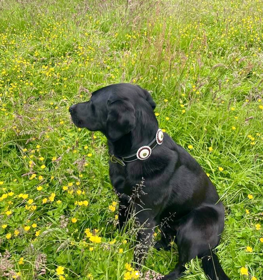 BLACK DOG COLLARS