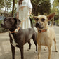 TAN DOG COLLARS