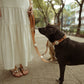 DOG LEASH