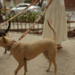 DOG LEASH