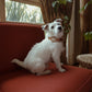 TAN DOG COLLARS